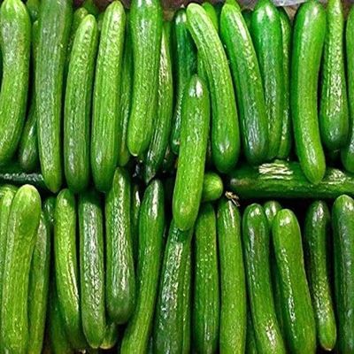 100 Pezzi Semi Di Cetriolo Cortile Privato Piantare Verdure Resto Assicurate Goditi Prolifica Gioia Facile Da Gestire