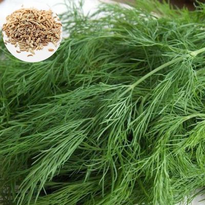 100 pz Confezione di semi di finocchio per la coltivazione Della casa | Vegetale Verdure Platns semi di aneto per maniero Semi di aneto 1 Taglia