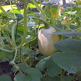 50 Squash Spaghetti DI VERDURA Semi di Cucurbita Pepo invernale di