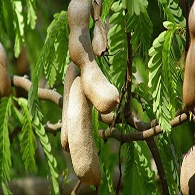 Semi di Albero di tamarindo Rosso 40 pezzi