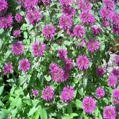 100 pezzi di semi di Fiori di Radiata giapponese