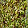 BULK * 50 *SPROUTING MIX * HEALTH BLEND * POWERHOUSE OF NUTRITION view 1