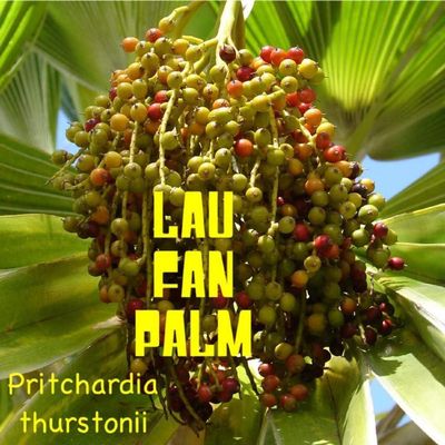Pacchetto semi: LAU Fan Pm ~ Pritchardia thurstonii figiano Pm Terre di semi 50 semi