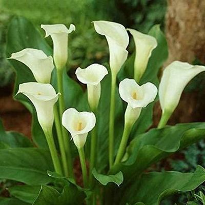 Semi di Fiori di Giglio di Calla 60 pezzi