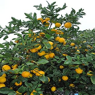 Pianta di barbabietola da Zucchero 100 pezzi