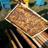 Fresh Honeycomb 3 x 350g - Real Raw Honey In Comb, Wooden Frame, Natural Made By Bees view 3