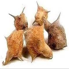 AOZA Organicgreen Herb GOKHRU BADA   100 GMS PEDALIUM Murex/Large CALTROPS RAW