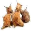 AOZA Organicgreen Herb GOKHRU BADA   100 GMS PEDALIUM Murex/Large CALTROPS RAW view 1