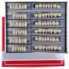 168 Pieces False Teeth Dental Complete Acrylic Resin Denture Teeth, 6 Sets Whole Teeth Synthetic Polymer Denture Tooth, 23 Shade A2 Upper + Lower Dental Materials for Replacement, DIY, or Halloween view 1