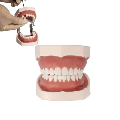 Breadom Dental Typodont Model Tooth Model 28 Teeth Teach Study Tooth Teach Practice Model Universal Soft Gum Tooth Education