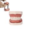 Breadom Dental Typodont Model Tooth Model 28 Teeth Teach Study Tooth Teach Practice Model Universal Soft Gum Tooth Education view 1