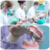 Breadom Dental Typodont Model Tooth Model 28 Teeth Teach Study Tooth Teach Practice Model Universal Soft Gum Tooth Education view 2