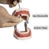 Breadom Dental Typodont Model Tooth Model 28 Teeth Teach Study Tooth Teach Practice Model Universal Soft Gum Tooth Education view 3