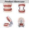 Breadom Dental Typodont Model Tooth Model 28 Teeth Teach Study Tooth Teach Practice Model Universal Soft Gum Tooth Education view 4