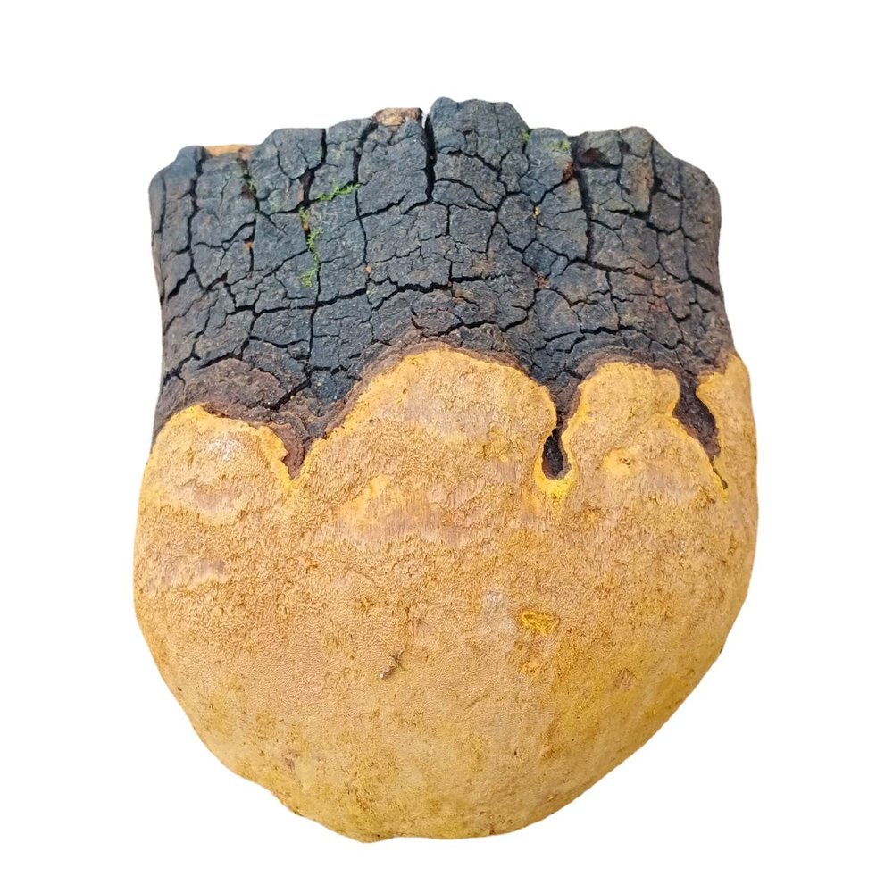 Dabie Mountain Wild Growth Authentic Mulberry Phellinus linteus/Phellinus igniarius 250 Grams
