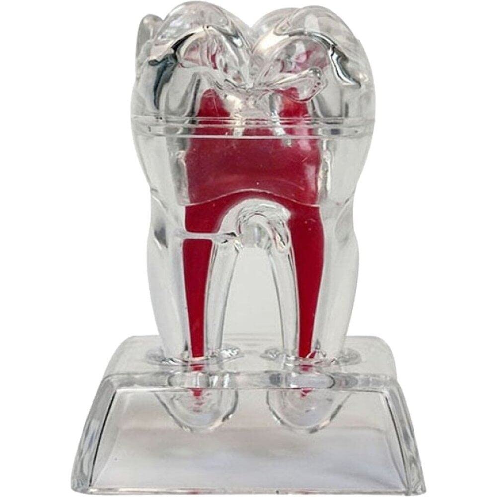 Casiler 4x Enlarged Tooth Model Figurine Educational Tooth Model Perfect for Dentistry Professionals & Students