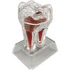 Casiler 4x Enlarged Tooth Model Figurine Educational Tooth Model Perfect for Dentistry Professionals & Students view 4