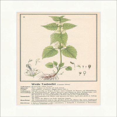 Biller Antik 085 White Dove Nettle Lamium Album Bee Suction Nettle Medical Herbs