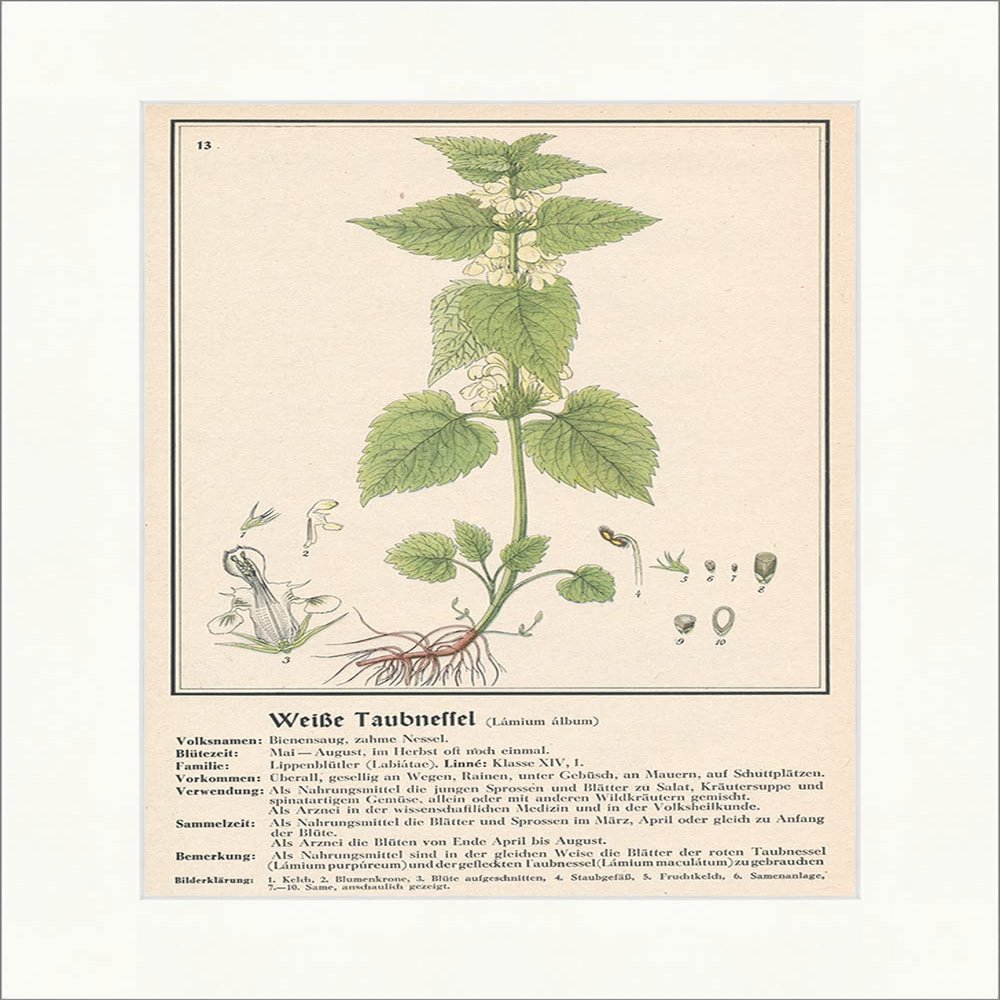 Biller Antik 085 White Dove Nettle Lamium Album Bee Suction Nettle Medical Herbs