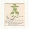 Biller Antik 085 White Dove Nettle Lamium Album Bee Suction Nettle Medical Herbs view 1