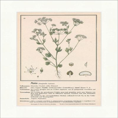 Biller Antik Anis Pimpinella Anisum Roman Fennel Sweet Caraway Medical Herbs 163