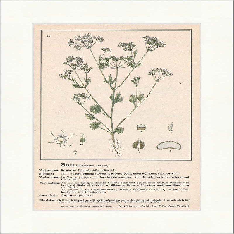 Biller Antik Anis Pimpinella Anisum Roman Fennel Sweet Caraway Medical Herbs 163