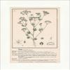 Biller Antik Anis Pimpinella Anisum Roman Fennel Sweet Caraway Medical Herbs 163 view 1