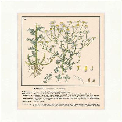 Biller Antik Chamomile Matricaria Chamomilla Field Camomile Pharmacy Medical Plants Medical Herbs 206