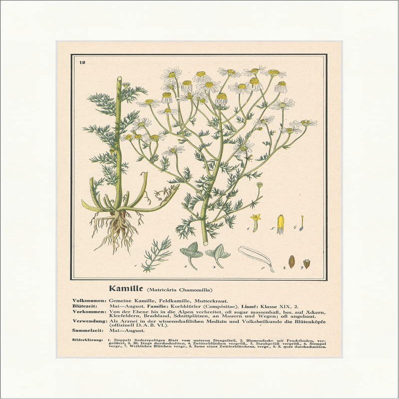 Biller Antik Chamomile Matricaria Chamomilla Field Camomile Pharmacy Medical Plants Medical Herbs 206