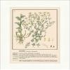 Biller Antik Chamomile Matricaria Chamomilla Field Camomile Pharmacy Medical Plants Medical Herbs 206 view 1
