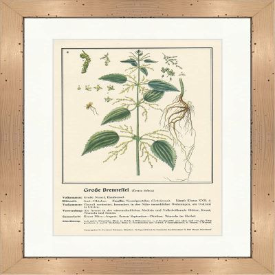 Biller Antik Urtica dioica Large Nettle Medical Herbs 179 Framed