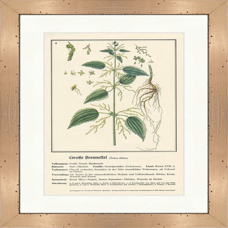 Biller Antik Urtica dioica Large Nettle Medical Herbs 179 Framed