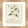 Biller Antik Urtica dioica Large Nettle Medical Herbs 179 Framed view 1