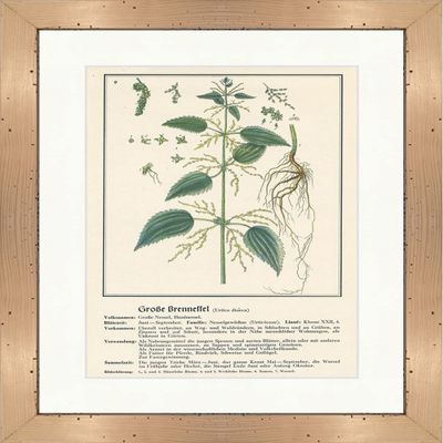 Biller Antik Urtica dioica Large Nettle Medical Herbs 061 Framed
