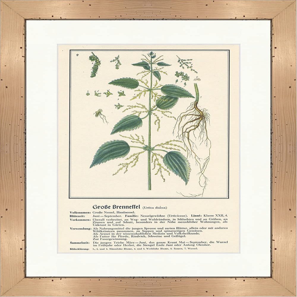 Biller Antik Urtica dioica Large Nettle Medical Herbs 061 Framed
