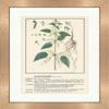 Biller Antik Urtica dioica Large Nettle Medical Herbs 061 Framed view 1