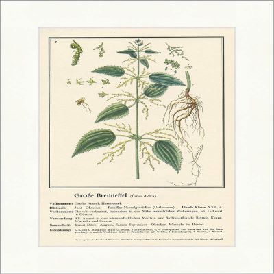 Biller Antik Large Nettle Urtica dioica Large Nettle Document Medical Plants 179