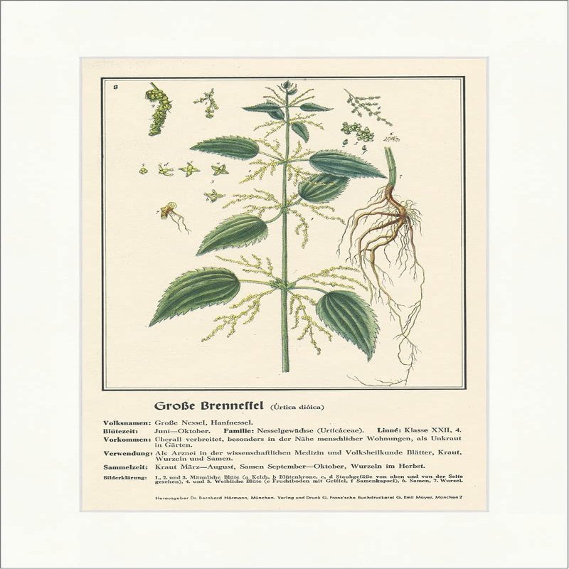 Biller Antik Large Nettle Urtica dioica Large Nettle Document Medical Plants 179