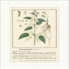 Biller Antik Large Nettle Urtica dioica Large Nettle Document Medical Plants 179 view 1