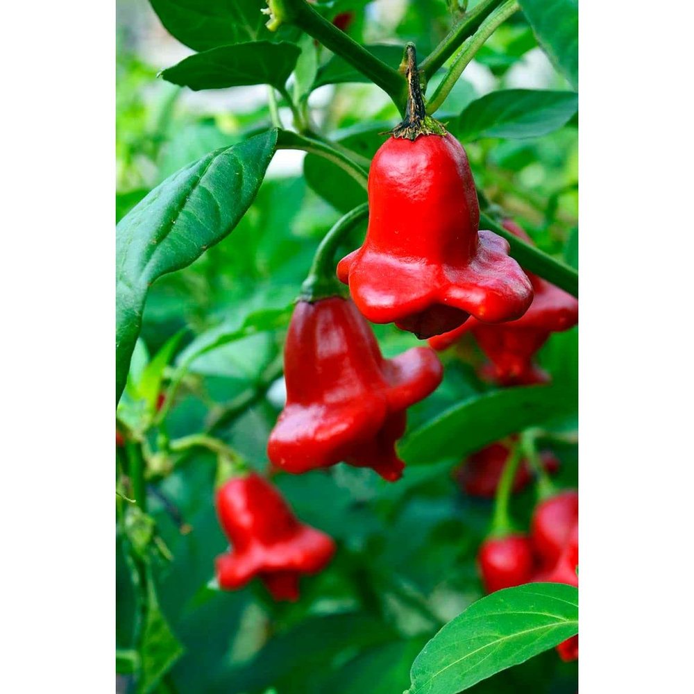 Bishops Crown Chilli Seeds - Jokers Hat Pepper Seeds