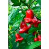 Bishops Crown Chilli Seeds - Jokers Hat Pepper Seeds view 1