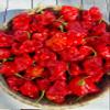 Bishops Crown Chilli Seeds - Jokers Hat Pepper Seeds view 2