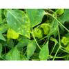 Bishops Crown Chilli Seeds - Jokers Hat Pepper Seeds view 3