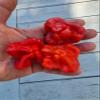 Bishops Crown Chilli Seeds - Jokers Hat Pepper Seeds view 4
