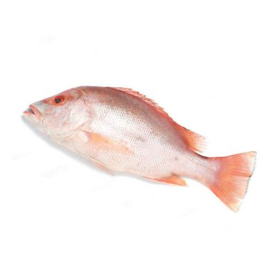 Budva Snapper Whole 5 Kg