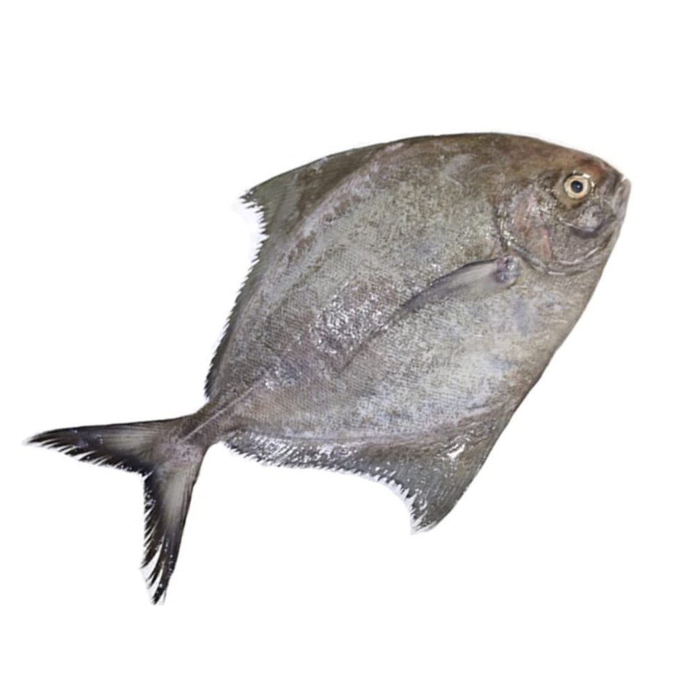 Black Pomfret 2 Kg