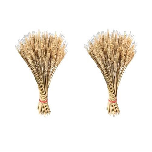 Veeteah 200 Dried Wheat Sheaves Bundle dried wheat stems dried wheat stalks Wheat Grain Flowers Fall Arrangement For Craft Home Table Wedding