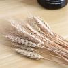 Veeteah 200 Dried Wheat Sheaves Bundle dried wheat stems dried wheat stalks Wheat Grain Flowers Fall Arrangement For Craft Home Table Wedding view 4