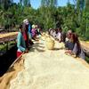 Kaphi Beans Roasted Coffee - Oromia Ethiopia - Medium Roast - 100% Arabica Beans - Freshly Roasted Whole Beans (Pack of 1kg) view 4