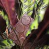 Amazonian 68% Dark Chocolate Bar 90g | Vegan | Melt Chocolates view 2
